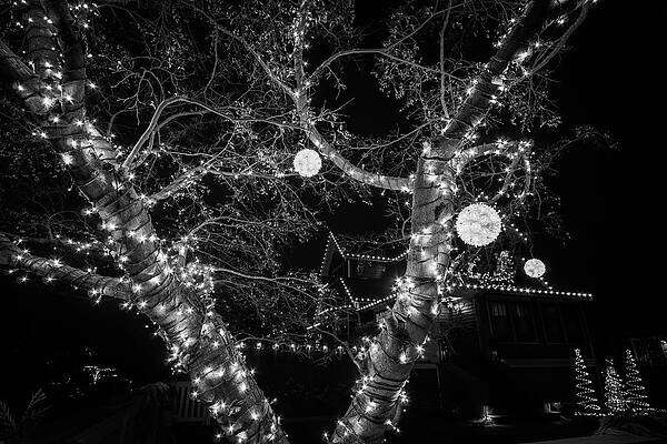 Light Up the Night by Louise Kornreich Light Up the Night by Louise Kornreich