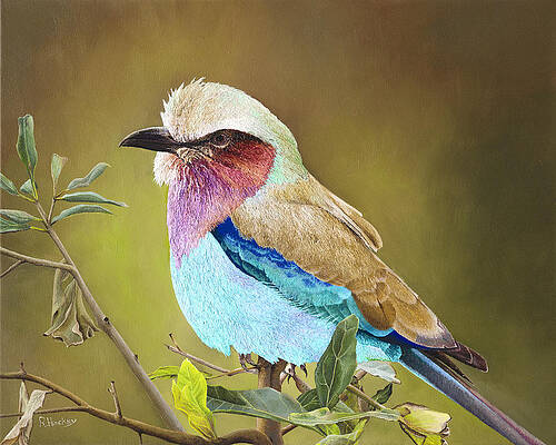 Lilac breasted roller by Russell Hinckley Lilac breasted roller by Russell Hinckley