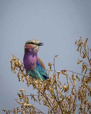 Lilac Roller by Laura Hedien Lilac Roller by Laura Hedien