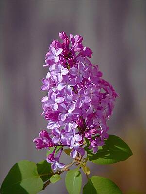 - Lilac - Syringa vulgaris by - Theresa Nye - Lilac - Syringa vulgaris by - Theresa Nye