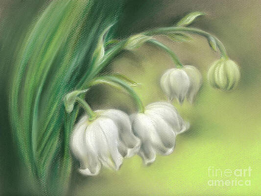 Lily of the Valley by MM Anderson Lily of the Valley by MM Anderson
