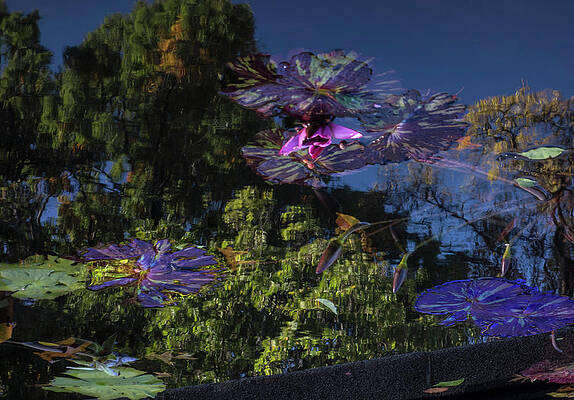 Lily Pond Reflections by Eliza McNally Lily Pond Reflections by Eliza McNally