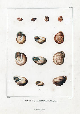 Limacons genre Helice by Nicholas Huet Limacons genre Helice by Nicholas Huet