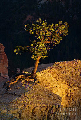 Wall Art - Photograph - Limber pine at sunset on the edge of Bryce Amphitheater, Bryce Canyon, Utah, USA by Neale And Judith Clark