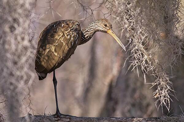 Wall Art - Photograph - Limpkin and Spanish Moss by Paul Rebmann