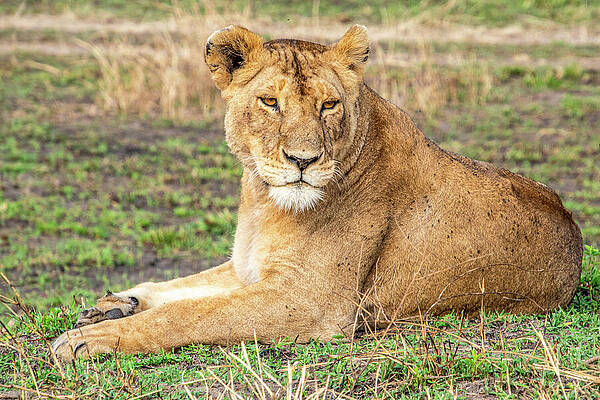 Wall Art - Photograph - Lionesse by Kathleen Lattimer