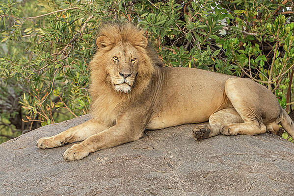 Lion Mara River 3448 by Janis Knight Lion Mara River 3448 by Janis Knight