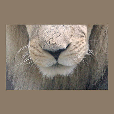 Lion Muzzle Mask by Miriam A Kilmer Lion Muzzle Mask by Miriam A Kilmer