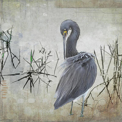 Little Blue Heron by Karen Lynch Little Blue Heron by Karen Lynch