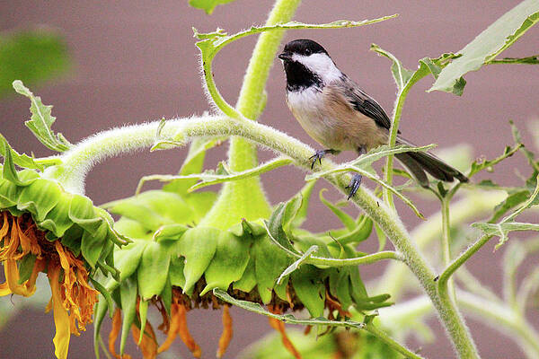 Little Chickadee by Roy Wenzl Little Chickadee by Roy Wenzl