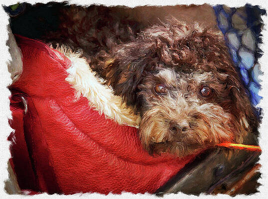 Little doggie in a red basket by Tatiana Travelways Little doggie in a red basket by Tatiana Travelways