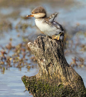 Wall Art - Photograph - Little Flapper by Art Cole
