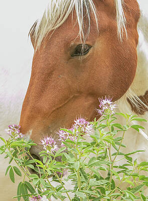 Little Heart Blossoms by Kent Keller Little Heart Blossoms by Kent Keller