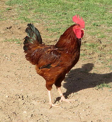 Little Red Rooster by Katie Keenan Little Red Rooster by Katie Keenan