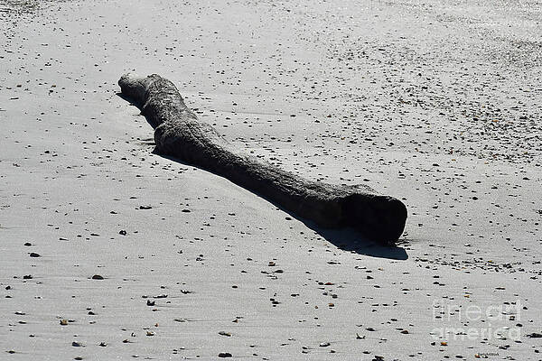 Wall Art - Photograph - Log on Beach by Roberta Byram