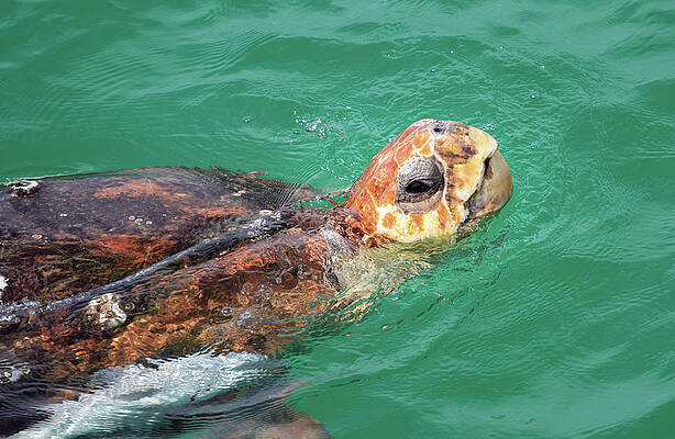 Wall Art - Photograph - Loggerhead Sea Turtle Side View by Jordan Hill