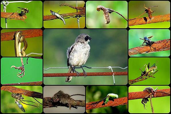 Loggerhead Shrike Collage by Betty Berard Loggerhead Shrike Collage by Betty Berard