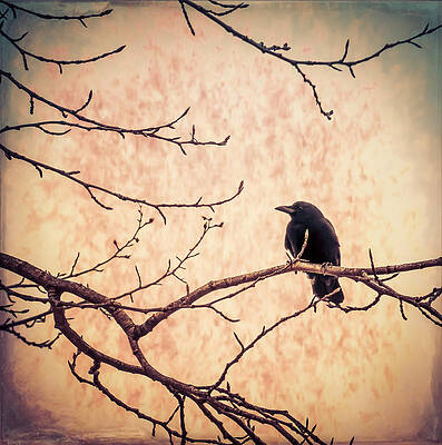 Lone Crow Contemplating the Nature of Reality by Michele Cornelius Lone Crow Contemplating the Nature of Reality by Michele Cornelius