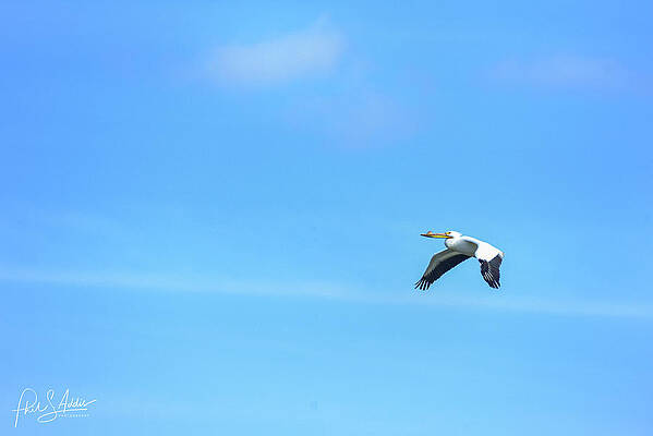 Lone flight by Phil S Addis Lone flight by Phil S Addis