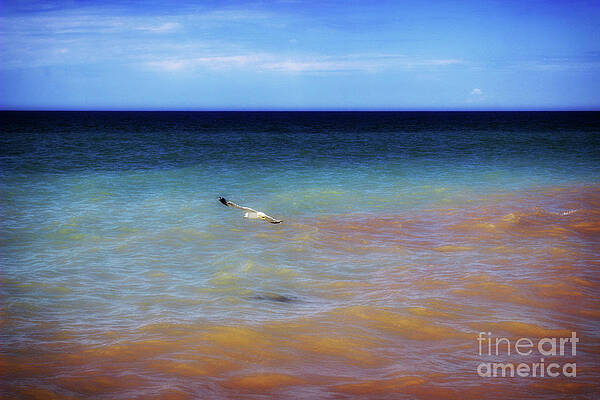 lone gull by AnnMarie Parson-McNamara lone gull by AnnMarie Parson-McNamara