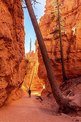 Wall Art - Photograph - Lone Hiker in Bryce Canyon by Craig A Walker