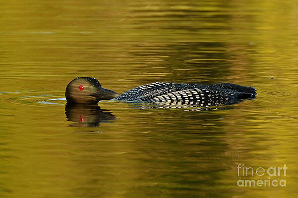 Lone Loon by Heather King Lone Loon by Heather King