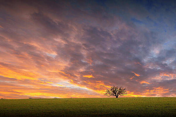 Lone Tree at Sunset in Southeast Texas by Randall Nyhof Lone Tree at Sunset in Southeast Texas by Randall Nyhof
