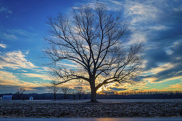 Lone Tree at Winter Sunrise by Robert Niemeier