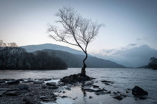 Wall Art - Photograph - Lone Tree, Llanberis, Snowdonia, Wales, UK by Sarah Howard