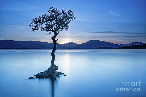 Lone Tree Milarrochy by Janet Burdon Lone Tree Milarrochy by Janet Burdon