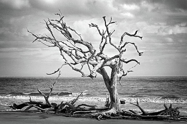 Lone Tree on Jekyll Island's Driftwood Beach 113 by Bill Swartwout Photography Lone Tree on Jekyll Island's Driftwood Beach 113 by Bill Swartwout Photography