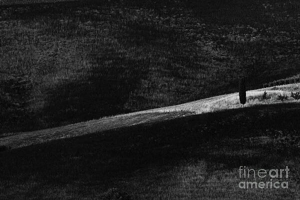 LONE TREE TUSCANY by John F Tsumas LONE TREE TUSCANY by John F Tsumas