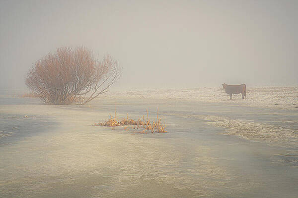 Loner in the Fog by Mike Lee Loner in the Fog by Mike Lee