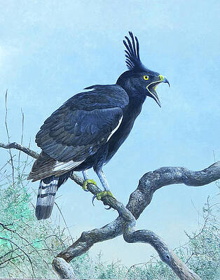 Wall Art - Painting - Long-crested Eagle by Barry Kent MacKay