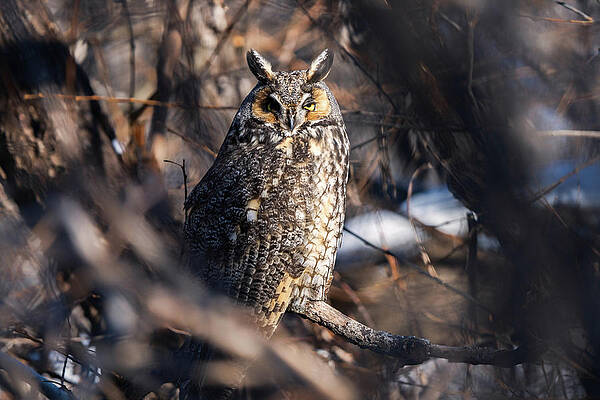 Wall Art - Photograph - Long Eared Owl by James Overesch