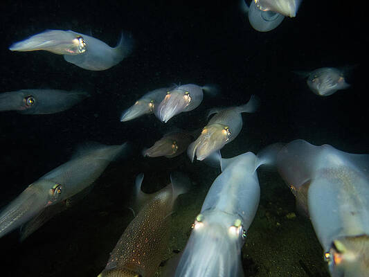 Wall Art - Photograph - Longfin Squid in formation by Brian Weber