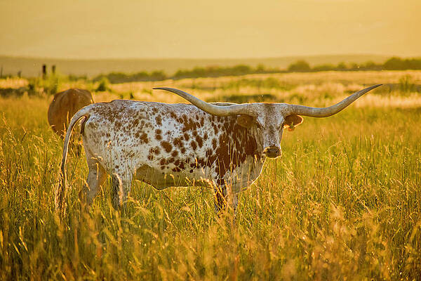 Longhorn Cow in Golden Light by Riley Bradford Longhorn Cow in Golden Light by Riley Bradford