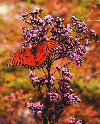 Longwing Butterfly  by MK Johnson