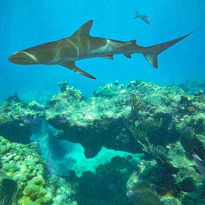 Looie The Shark by Dan Podsobinski Looie The Shark by Dan Podsobinski