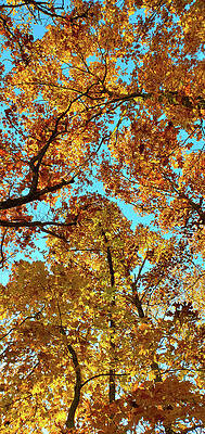 Look Up Autumn by Eileen Bradfield Look Up Autumn by Eileen Bradfield