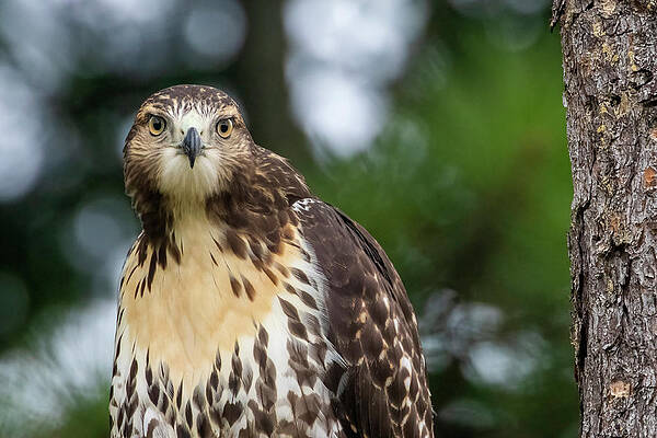 Looking at You by Mary Buck Looking at You by Mary Buck
