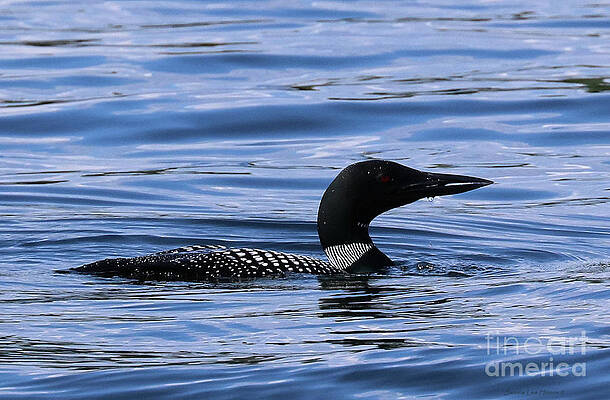 Loon Alert by Sandra Huston Loon Alert by Sandra Huston