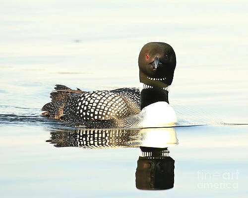 Loon reflection by Heather King Loon reflection by Heather King