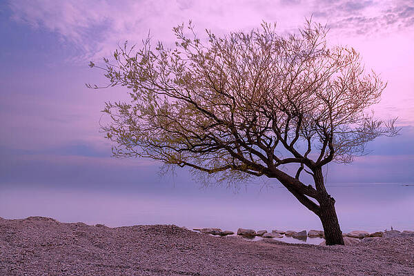 Wall Art - Photograph - Lopsided Tree During Sunset in Goderich, Ontario by John Twynam