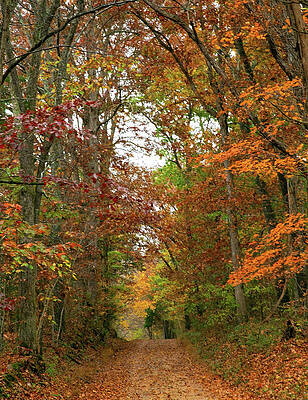 Wall Art - Photograph - Lost On A Country Road by Gina Fitzhugh