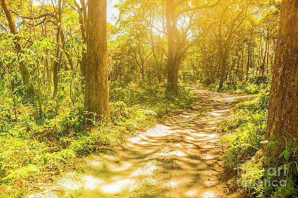 Wall Art featuring the photograph Lostwoods by Jorgo Photography