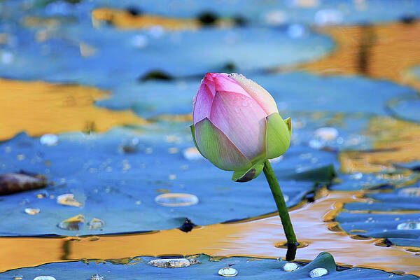 Lotus Bud by Shixing Wen Lotus Bud by Shixing Wen