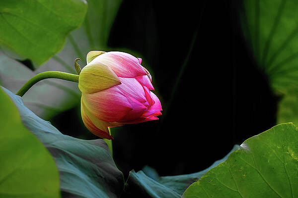 Lotus Flower by Janet Kopper Lotus Flower by Janet Kopper