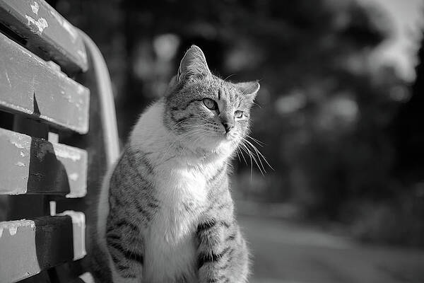 Lovely cute cat in Black and white by Farzad Frames Lovely cute cat in Black and white by Farzad Frames