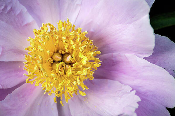 Lovely Peony 5-19-21 080 by Don Johnson Lovely Peony 5-19-21 080 by Don Johnson